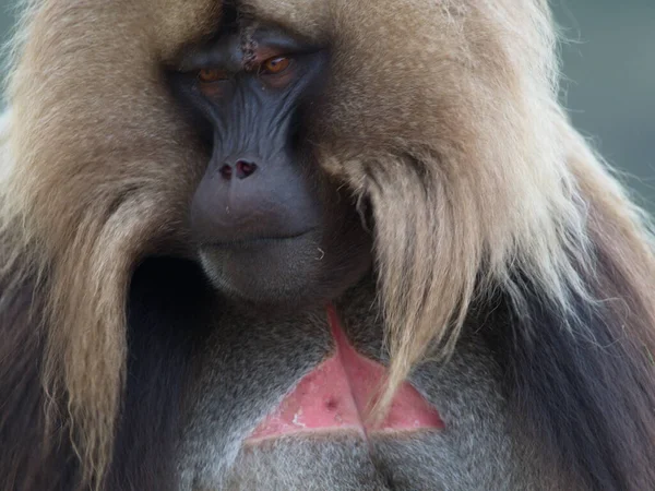 Extremo Primer Plano Cara Adulta Gelada Monkey Theropithecus Gelada Mirando —  Fotos de Stock