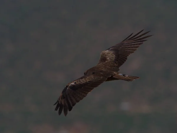 Retrato Close Asas Voadoras Tawny Eagle Aquila Rapax Espalhadas Aksum — Fotografia de Stock