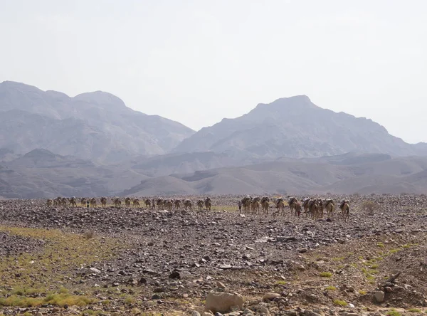 Landscape Portrait Camel Caravan Transporting Salt Rough Inhospitable Terrain Ass — Foto Stock