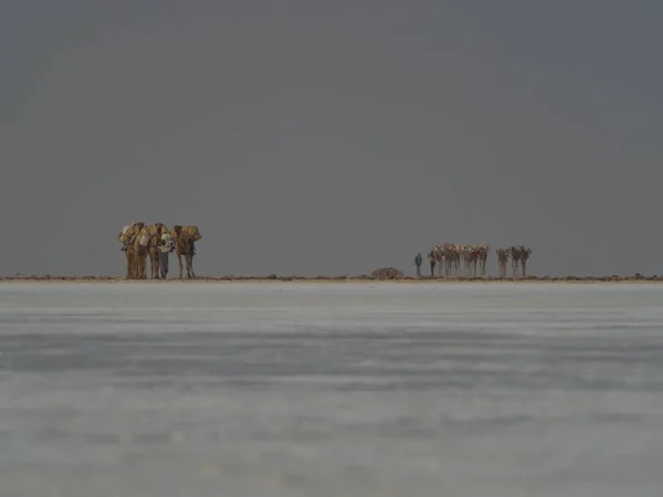 Paisagem Caravana Camelo Distante Transportando Sal Através Apartamentos Sal Etiópia — Fotografia de Stock