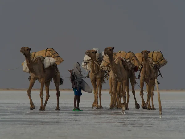 Closeup Portrait Camel Caravan Transporting Salt Salt Flats Afar Region — 图库照片