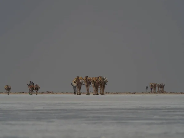 Landscape Shot Distant Camel Caravan Transporting Salt Salt Flats Ethiopia — Stock Fotó