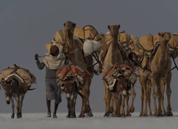 Extreme Closeup Portrait Camel Caravan Transporting Salt Salt Flats Afar — Stock Fotó