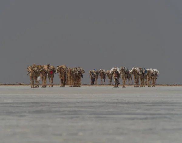 Landscape Portrait Camel Caravan Distance Transporting Salt Salt Flats Afar — 스톡 사진