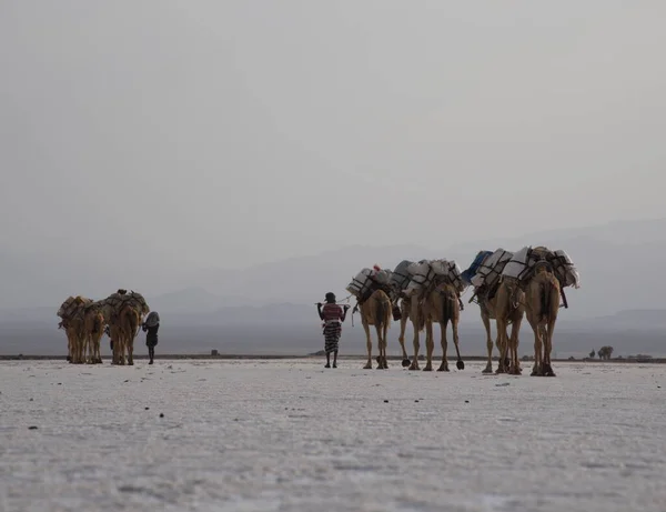 Retrato Paisajístico Caravana Camellos Larga Distancia Transportando Sal Través Salinas —  Fotos de Stock