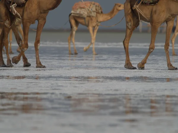 Ground View Landscape Portrait Camel Caravan Crossing Salt Flats Afar — 图库照片