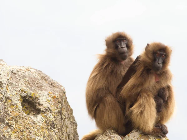 Closeup Portrait Two Gelada Monkey Theropithecus Gelada Sitting Top Mountain Stock Photo