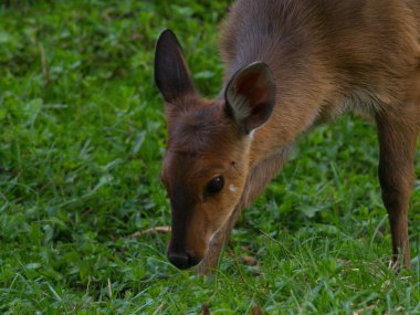Çimenlerde otlayan bebek Bohor Reedbuck 'ın (Redunca Redunca) yakın plan portresi, Bale Dağları Ulusal Parkı, Etiyopya.