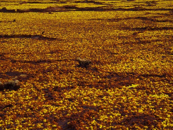Närbild Gula Svavelkällor Och Bergmönster Bildar Ett Mars Liknande Landskap — Stockfoto