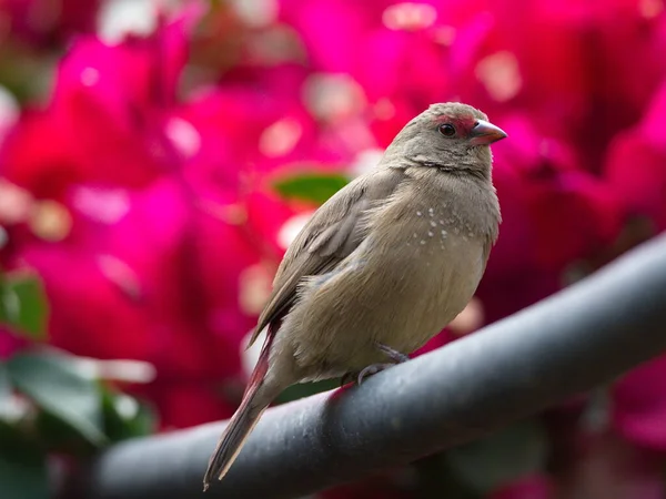 Primer Plano Pájaro Carey Común Estrilda Astrild Sobre Fondo Colorido — Foto de Stock