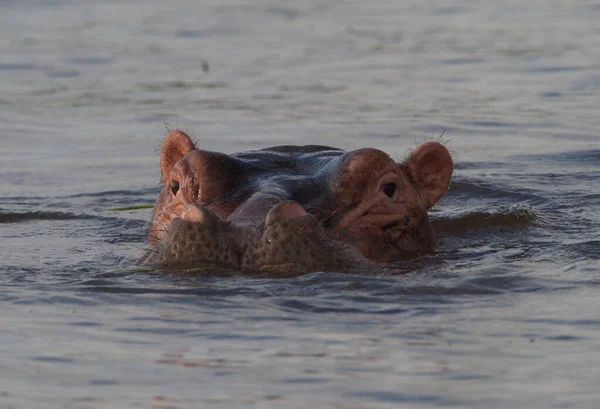 Cabeça Close Retrato Hippopotamus Hippopotamus Amphibius Cabeças Flutuando Água Olhando — Fotografia de Stock