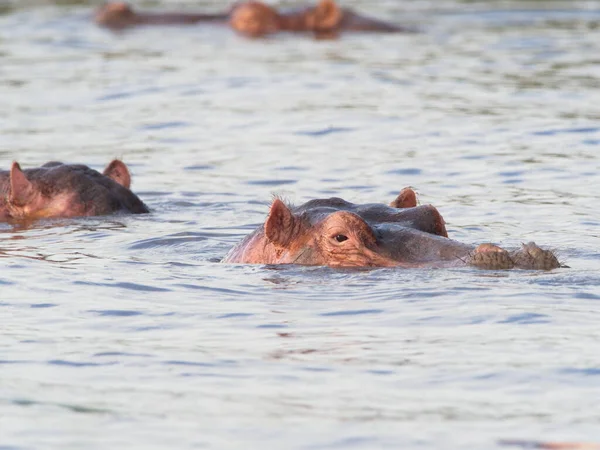 Retrato Grupo Primer Plano Las Cabezas Hippopotamus Hippopotamus Amphibius Flotando — Foto de Stock