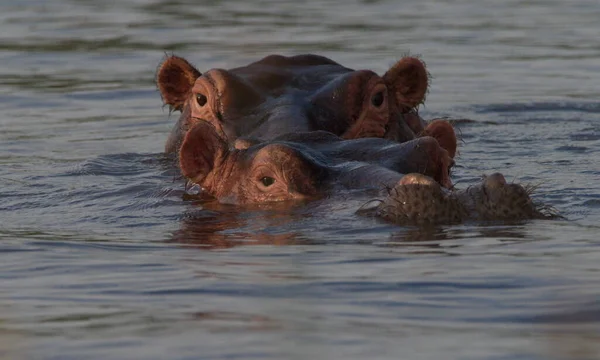 İki Hippopotamus amfibisinin portresi üzerinde yakın çekim kafası. Suda yüzen başları doğrudan Etiyopya 'daki Awassa Gölü' ne bakıyor..
