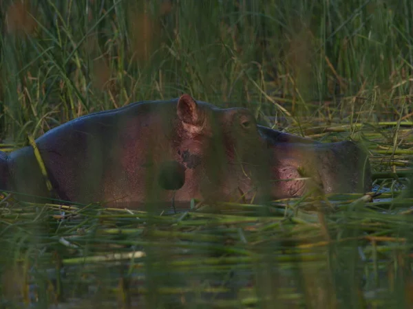 Közelkép Oldalán Portré Hippopotamus Hippopotamus Amphibius Úszó Vízben Mögött Zöld — Stock Fotó