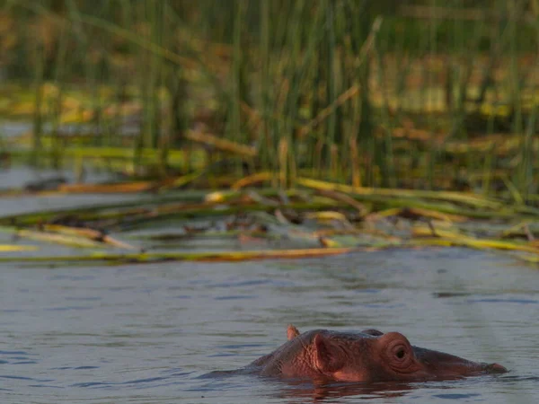 Gros Plan Sur Portrait Hippopotame Hippopotame Amphibie Tête Flottant Dans — Photo