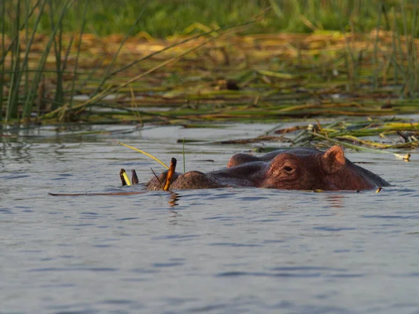 Lado Close Retrato Hippopotamus Hippopotamus Amphibius Cabeça Flutuando Foco Água — Fotografia de Stock