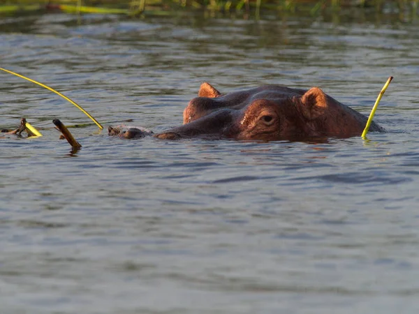 Närbild Sida Porträtt Flodhäst Hippopotamus Amphibius Huvud Flyter Vatten Med — Stockfoto