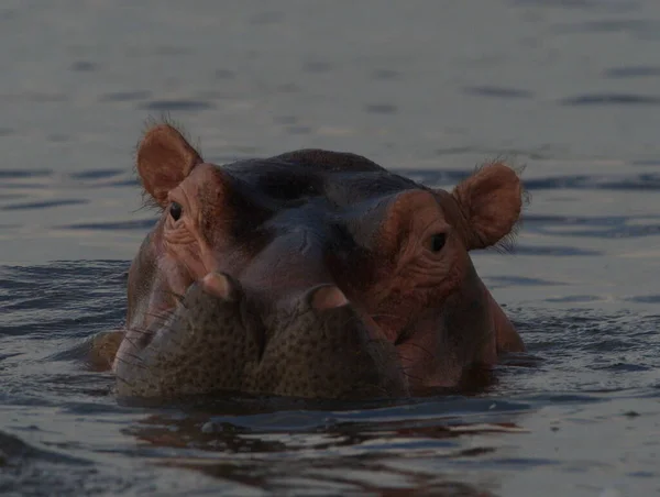 Екстремальний Портрет Бегемота Hippopotamus Amphibius Який Плаває Воді Фокусуючись Оці — стокове фото