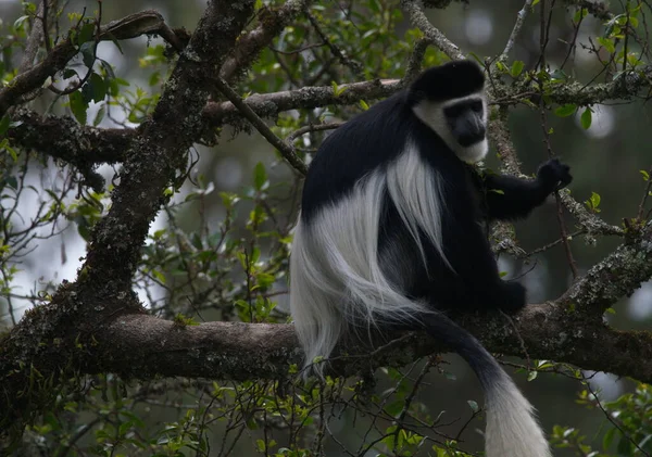 Lado Close Retrato Mantled Guereza Colobus Guereza Colobus Monkey Olhando — Fotografia de Stock