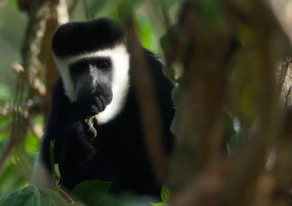 Mantled Guereza 'nın (Colobus guereza) yakın plan portresi Colobus Monkey kameraya bakıyor, Bale Dağları Ulusal Parkı, Etiyopya.