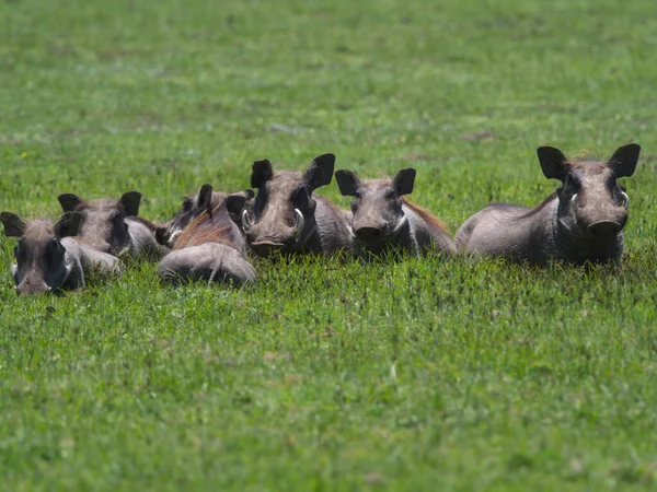 Familienporträt Einer Gruppe Wilder Warzenschweine Phacochoerus Africanus Die Auf Einer — Stockfoto