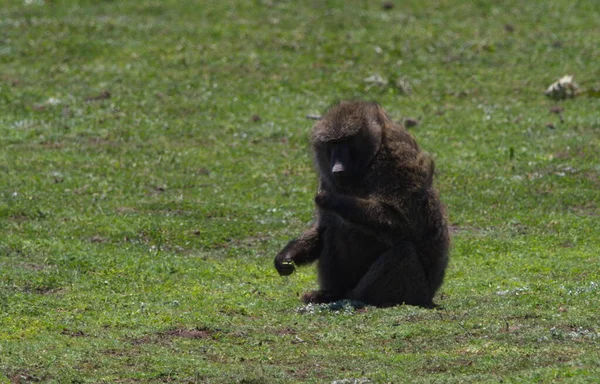 Zbliżenie Pawiana Oliwnego Papio Anubis Odpoczywającego Wypasającego Się Łące Park — Zdjęcie stockowe