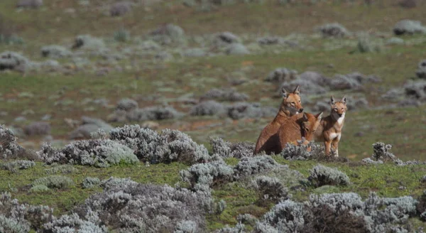 Retrato Cerca Tres Lobos Etíopes Salvajes Peligro Extinción Canis Simensis —  Fotos de Stock