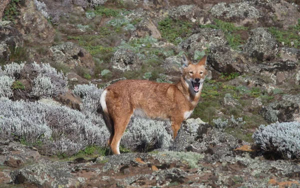 Рядом Портретом Дикого Находящегося Угрозой Исчезновения Эфиопского Волка Canis Simensis — стоковое фото