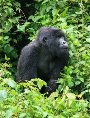 Volkanik Ulusal Park, Ruanda 'da nesli tükenmekte olan bir Gümüş Sırt Dağ Gorili' nin (Gorilla beringei beringei) yakın plan portresi..