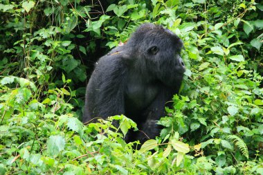 Nesli tükenmekte olan Gümüş Sırt Dağ Gorili (Gorilla beringei beringei) Volkanik Ulusal Parkı, Ruanda.