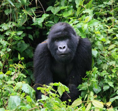 Nesli tükenmekte olan Gümüş Sırt Dağ Gorili 'nin (Gorilla beringei beringei) yakın plan portresi doğrudan kameraya bakıyor: Volkan Ulusal Parkı, Ruanda.