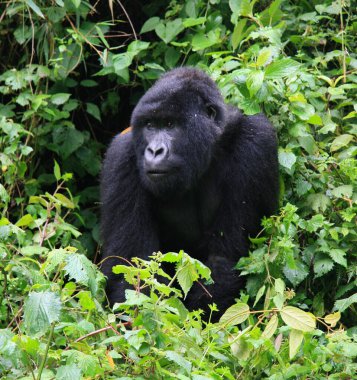 Nesli tükenmekte olan Gümüş Sırt Dağ Gorili 'nin (Gorilla beringei beringei) bambu Volkanları Ulusal Parkı, Ruanda.