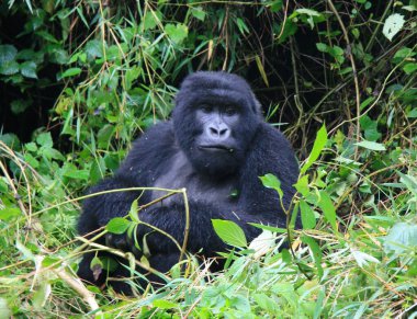 Nesli tükenmekte olan Gümüş Sırt Dağ Gorili 'nin (Gorilla beringei beringei) bambu Volkanları Ulusal Parkı, Ruanda.