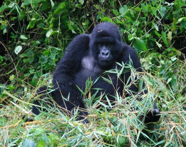 Nesli tükenmekte olan Gümüş Sırt Dağ Gorili 'nin (Gorilla beringei beringei) bambu Volkanları Ulusal Parkı, Ruanda.