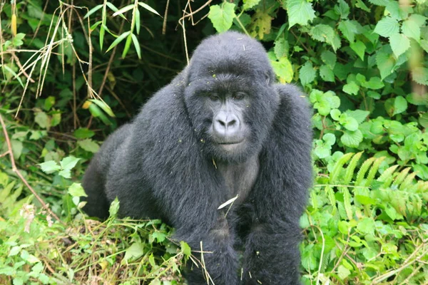 Nahaufnahme Porträt Des Vom Aussterben Bedrohten Silberrücken Berggorillas Gorilla Beringei — Stockfoto