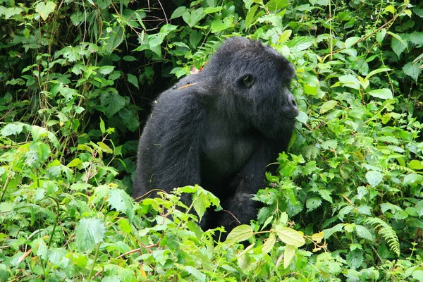 絶滅危惧種の大人のシルバック山ゴリラ ゴリラBeringei Beringei のクローズアップ肖像 火山国立公園 ルワンダ — ストック写真