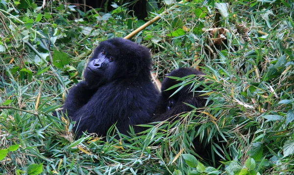 Nahaufnahme Porträt Des Vom Aussterben Bedrohten Silberrücken Berggorillas Gorilla Beringei — Stockfoto