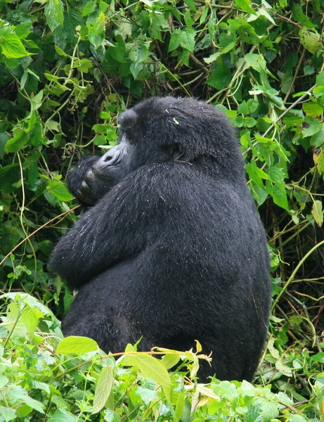 Gros Plan Sur Portrait Adulte Voie Disparition Gorille Des Montagnes — Photo