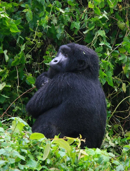 Nahaufnahme Auf Dem Porträt Des Vom Aussterben Bedrohten Silberrücken Berggorillas — Stockfoto
