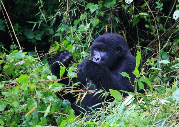 Retrato Cerca Del Adulto Peligro Extinción Silverback Mountain Gorilla Gorilla — Foto de Stock