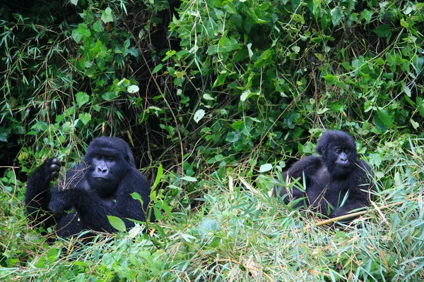 Nahaufnahme Porträt Zweier Gefährdeter Ausgewachsener Silberrücken Berggorillas Gorilla Beringei Beringei — Stockfoto