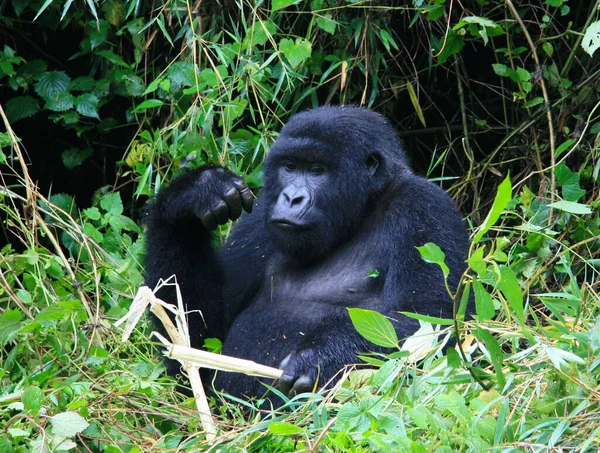 Szoros Portré Veszélyeztetett Silverback Mountain Gorilla Gorilla Beringei Beringei Játszik — Stock Fotó