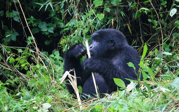 Nahaufnahme Porträt Des Vom Aussterben Bedrohten Silberrücken Berggorillas Gorilla Beringei — Stockfoto