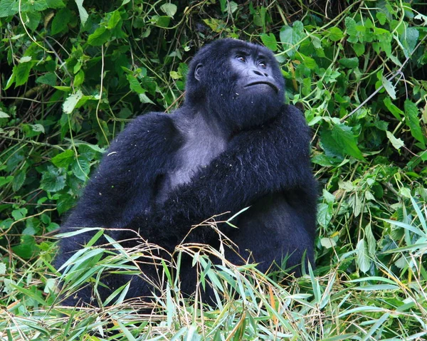 Retrato Primer Plano Del Adulto Peligro Extinción Silverback Mountain Gorilla — Foto de Stock