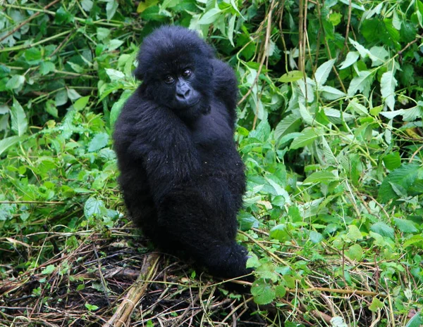 Retrato Primer Plano Del Bebé Peligro Extinción Mountain Gorilla Gorilla — Foto de Stock