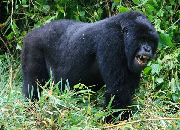 Retrato Cerca Del Adulto Peligro Extinción Silverback Mountain Gorilla Gorilla — Foto de Stock