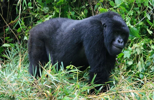 Retrato Cerca Del Adulto Peligro Extinción Silverback Mountain Gorilla Gorilla — Foto de Stock