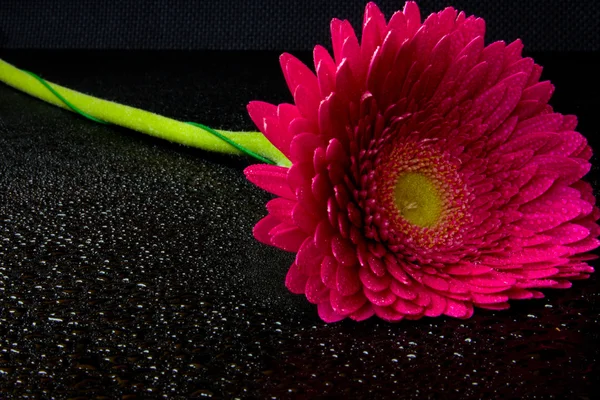 Gerberas rosadas sobre fondo negro — Foto de Stock