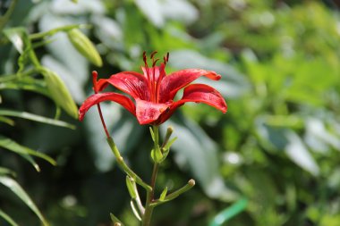 Zencefil lily bahçede