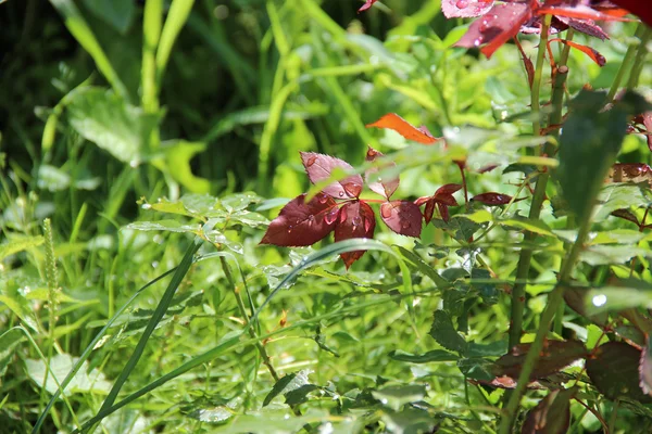 Grass after rain